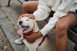 Pet owner petting their service animal on the head.