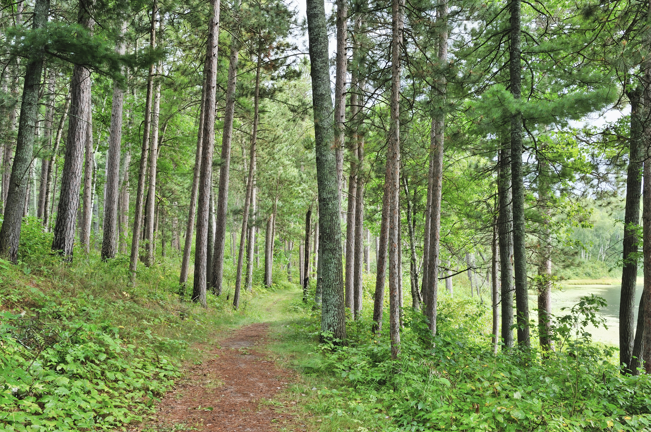 Hiking Trail in Northern Minnesota